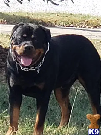 Rottweiler stud dog